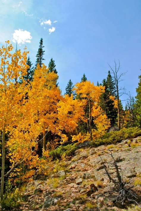 The Happy Outing - Colorado Fall